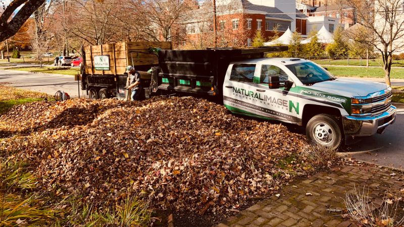 leaf removal services